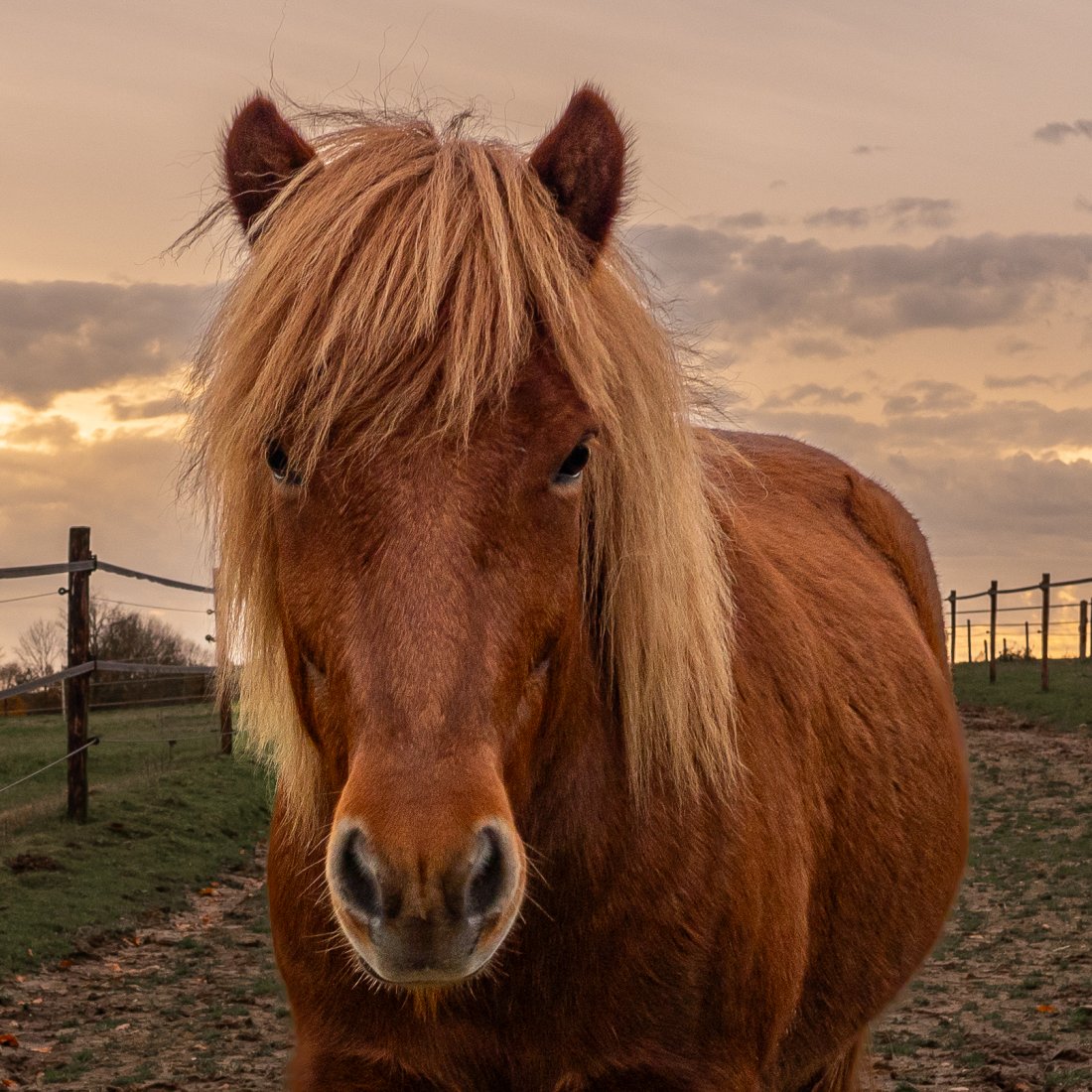 Love my Islandic horse